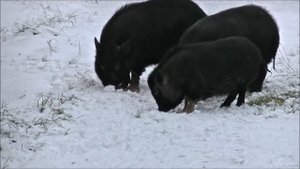 Как правильно выбрать вьетнамских поросят