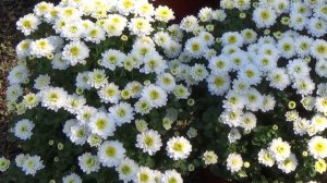 Белые хризантемы Fountain white, Elf white, Branbeach white, Tricky white
