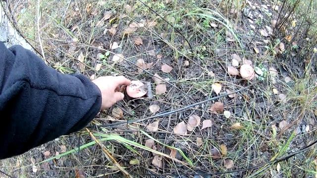 Тихая Охота СБОР ГРИБОВ ОСЕНЬЮ  ПОДБЕРЕЗОВИКИ СЫРОЕЖКИ ПОДОСИНОВИКИ ШАМПИНЬОНЫ