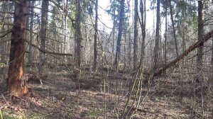 Нагонка русской гончей "Шумка"