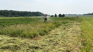 Штиль ФС 460 С-ЕМ на покосе густой травы без щитка | Stihl FS 460 C-EM cutting down thick grass