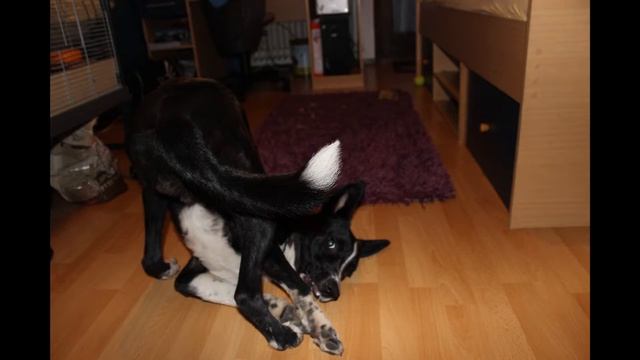 What Do You Mean смотреть онлайн