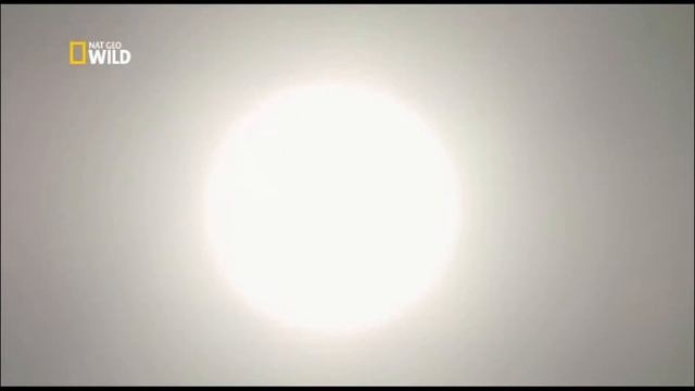 Nat Geo WILD. Лев против жирафа смотреть онлайн