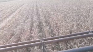 Уборка сорго