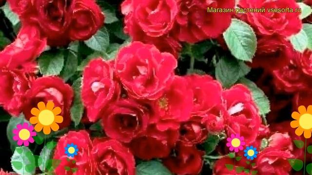 Роза плетистая Пол Скарлет Клаймбер. Краткий обзор, описание характеристик Paul's Scarlet Climber смотреть онлайн