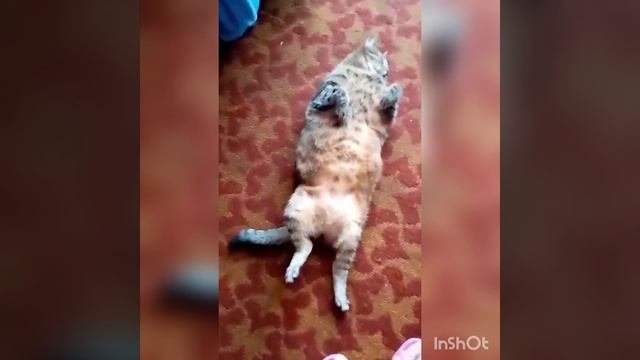 Самые лучшие приколы
