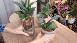 Пять СПАСЕННЫХ орхидей. Какие посадки ЛУЧШЕ.