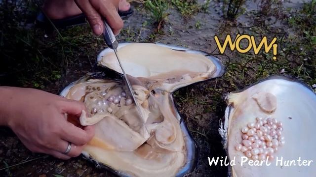 There are many pearl oysters in the huge lake, and a large number of freshwater pearls are harveste