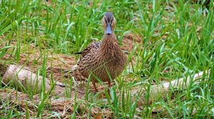 Музыка от панических атак 🌿 Нежная музыка, лечит нервную систему, снимет страхи и панические атаки
