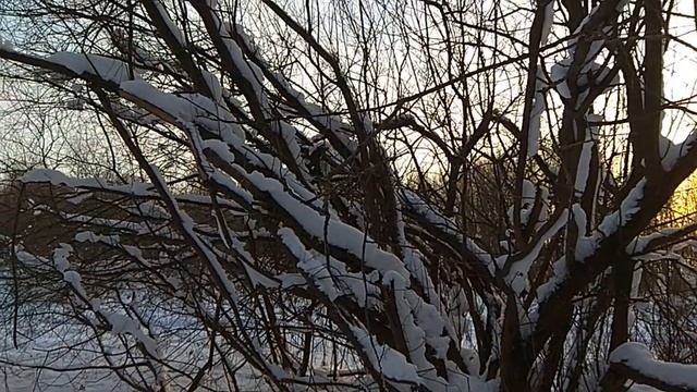 Морозное солнечное утро в зимнем лесу. Зимний пейзаж