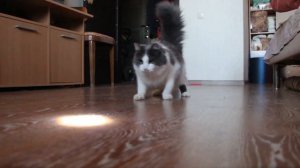 Смешные кошки! Раскрути кота