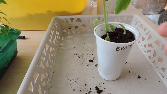 Пикировка томатов. 1 способ. смотреть онлайн