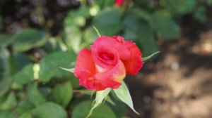 Знаменитая чайно-гибридная роза Фольклор. Надежная и прекрасная