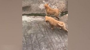 Приколы с котами! С ОЗВУЧКОЙ!   КАК СПЯТ КОТЫ! Смешные коты   Самые смешные животные! Приколы 2023!