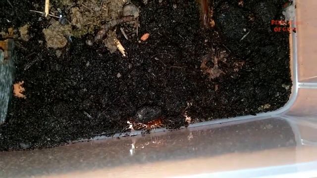 Мои Домашние Сколопендры (всего 5 штук) смотреть онлайн