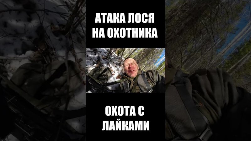 Нападение лося на охотника, получил жесткий удар!