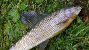 Ловля крупного хариуса, на быстром течении!