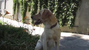 ЧТО ЛУЧШЕ? СУХОЙ КОРМ или НАТУРАЛЬНОЕ КОРМЛЕНИЕ? | Labrador Richard |