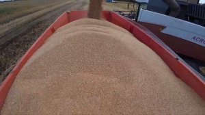 Уборочная Компания  Озимой Пшеницы 2023 /ЭТА ПОГОДА СВЕДЁТ НАС С УМА / Два комбайна в Строю! Молоти