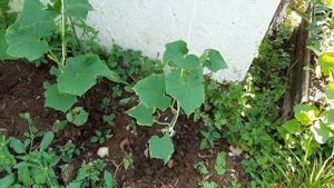 Шале  и розы  в горах  Италии. Лаванда, прогулка по саду.