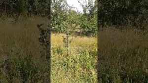 Слива Топ - хит урожай 2021 год і Ренклод Б - В