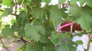 Мой виноградник на 01.08.2020, Зубалевич Геннадий.