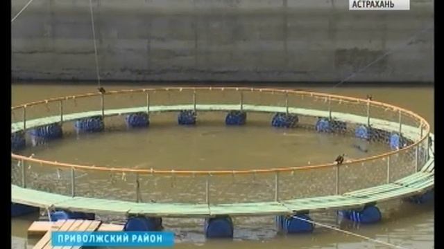 В Астраханской области увеличилось производство чёрной икры смотреть онлайн