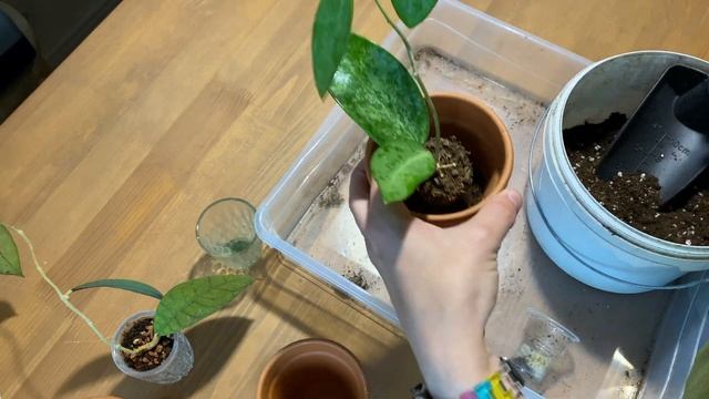 Пересадка хойи в новый субстрат смотреть онлайн