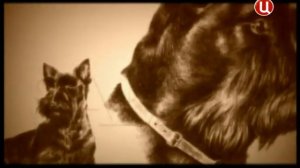 Скотч терьер