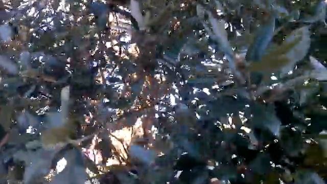 Quercus Ilex смотреть онлайн