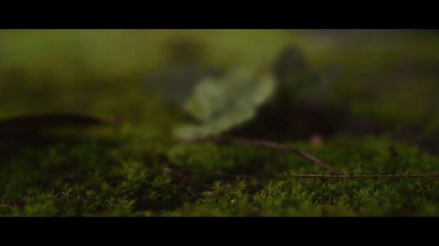 Cinematic Video | Macro | 2021 | Nikon D5300 смотреть онлайн