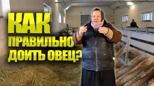 Сколько овца дает молока? Доильный аппарат для овец.