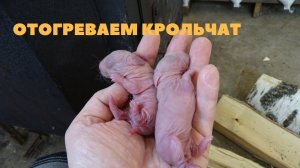 Отогреваем замёрзших крольчат и возвращаем в гнездо