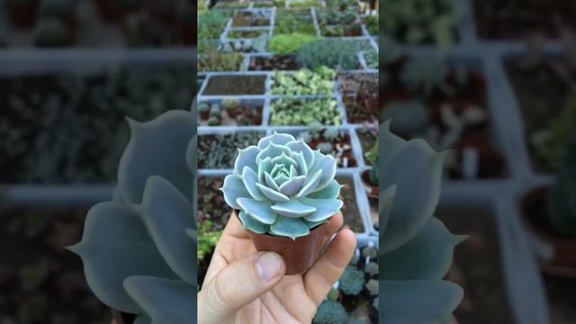 Эхеверия Лола (Echeveria Lola) смотреть онлайн