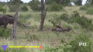 Поединки диких животных, леопард против крокодила.