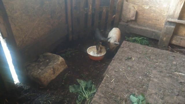 Кормление месячных поросят венгерской мангалицы молоком с хлебом. 24.06.2019. смотреть онлайн