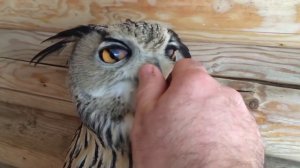 Филин Варя и 1 января!