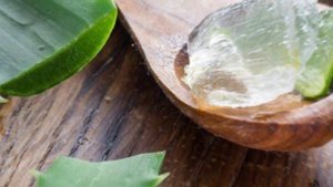 Алоэ для заживления ран: Полезные советы и инструкции