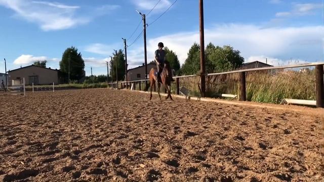 Бездна 2010г.р. Кобыла Чистокровной Верховой породы. смотреть онлайн