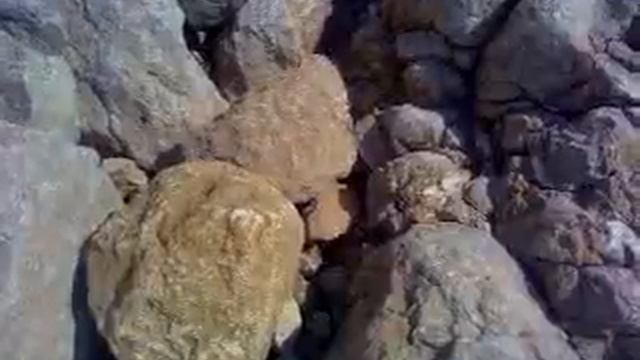 Рапаны Сарматского моря. смотреть онлайн