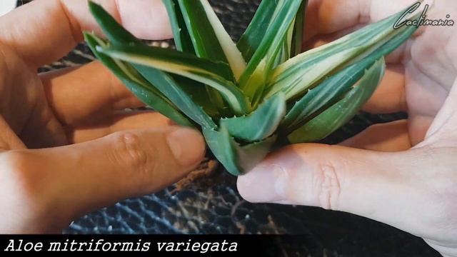 Huge Cactus & Succulent Haul Unboxing - Lots of Variegated Plants! смотреть онлайн