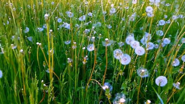 Одуванчик смотреть онлайн