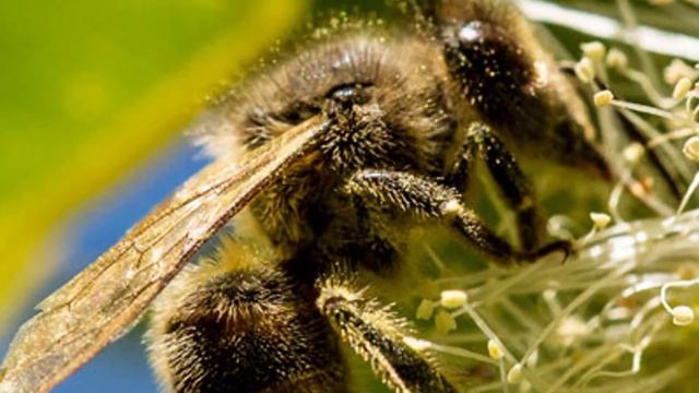 КАВКАЗСКАЯ ПОРОДА ПЧЕЛ || КАВКАЗСКАЯ ПОРОДА ПЧЕЛ ХАРАКТЕРИСТИКИ смотреть онлайн