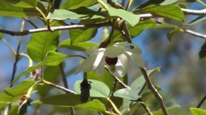 Wilson's Magnolia flower essence