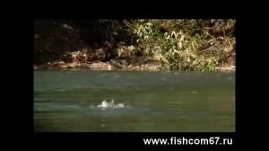 Рыбалка в Японии и бонус