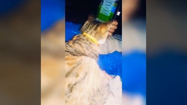 Говорю с котом с помощью КОШАЧЬЕГО ПЕРЕВОДЧИКА| КАК найти общий язык с кошками смотреть онлайн