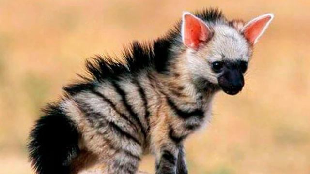 Рубрика Владислава Дергачева "Удивительные животные" смотреть онлайн