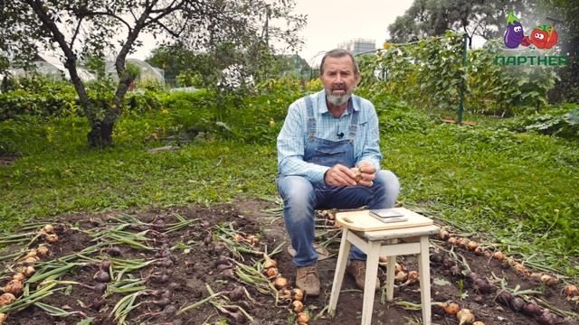 РЕПЧАТЫЙ ЛУК. УБОРКА И ПОДГОТОВКА К ХРАНЕНИЮ смотреть онлайн