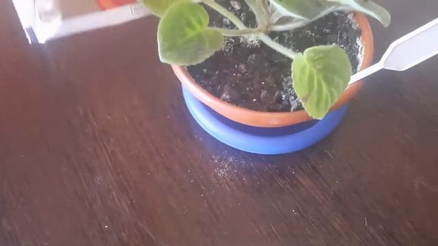 Как избавиться от почвенной мушки. смотреть онлайн