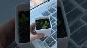Как поживают Вытянувшие сеянцы фаукарии